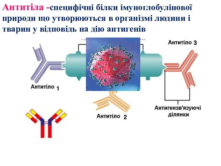 Антитіла -специфічні білки імуноглобулінової природи що утворюються в організмі людини