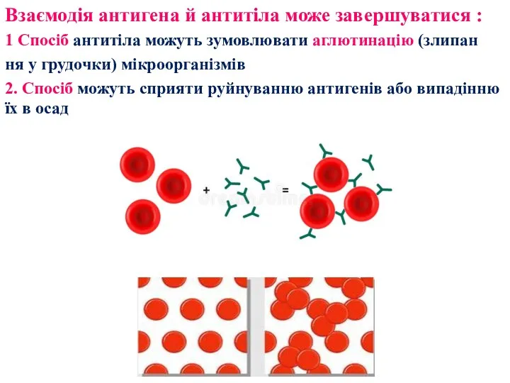 Взаємодія антигена й антитіла може завершуватися : 1 Спосіб антитіла