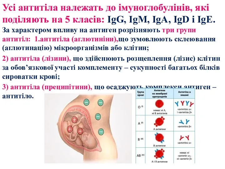 Усі антитіла належать до імуноглобулінів, які поділяють на 5 класів: