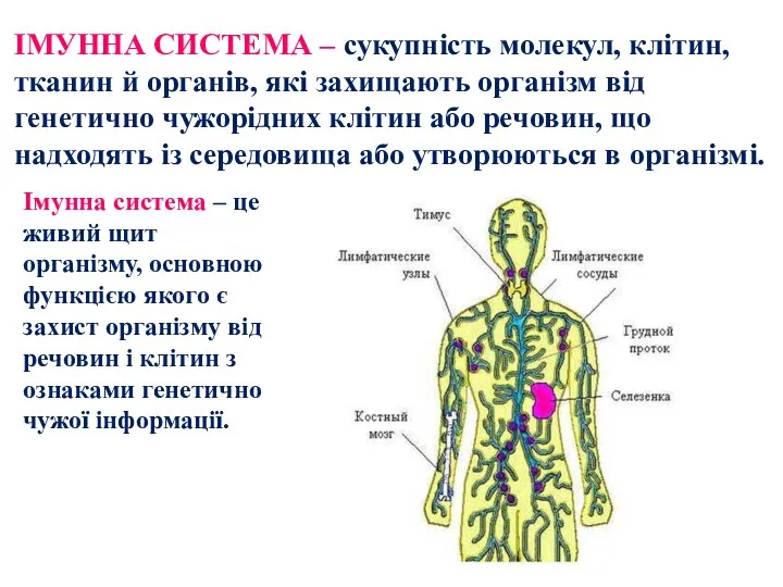 ІМУННА СИСТЕМА – сукупність молекул, клітин, тканин й органів, які