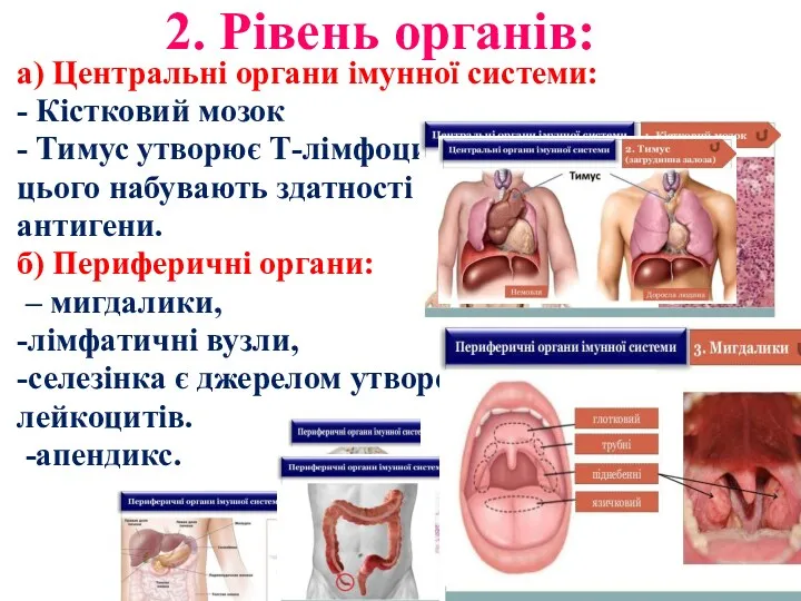 2. Рівень органів: а) Центральні органи імунної системи: - Кістковий