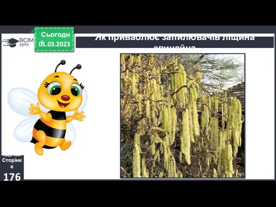 01.03.2023 Сьогодні Як приваблює запилювачів ліщина звичайна Підручник. Сторінка 176