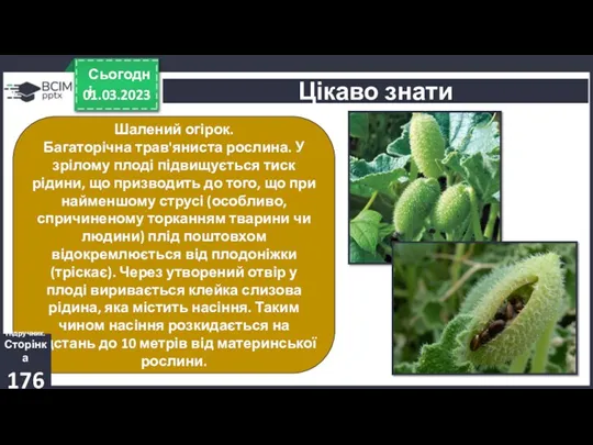 01.03.2023 Сьогодні Цікаво знати Шалений огірок. Багаторічна трав'яниста рослина. У