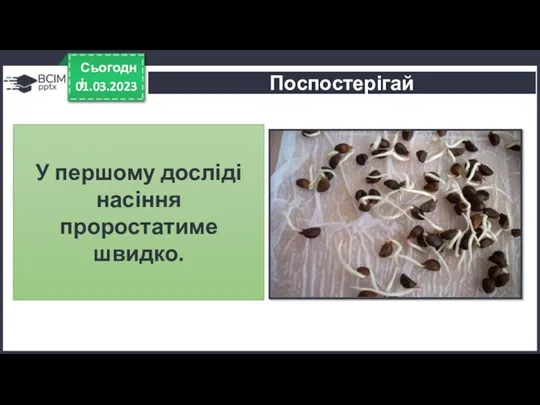 01.03.2023 Сьогодні Поспостерігай У першому досліді насіння проростатиме швидко.