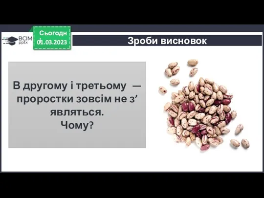 01.03.2023 Сьогодні Зроби висновок В другому і третьому — проростки зовсім не з’являться. Чому?