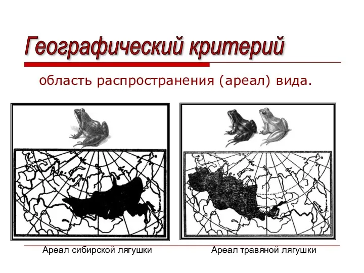 область распространения (ареал) вида. Ареал сибирской лягушки Ареал травяной лягушки Географический критерий