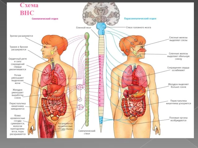 Схема ВНС