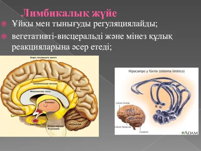 Лимбикалық жүйе Ұйқы мен тынығуды регуляциялайды; вегетативті-висцеральді және мінез құлық реакцияларына әсер етеді;