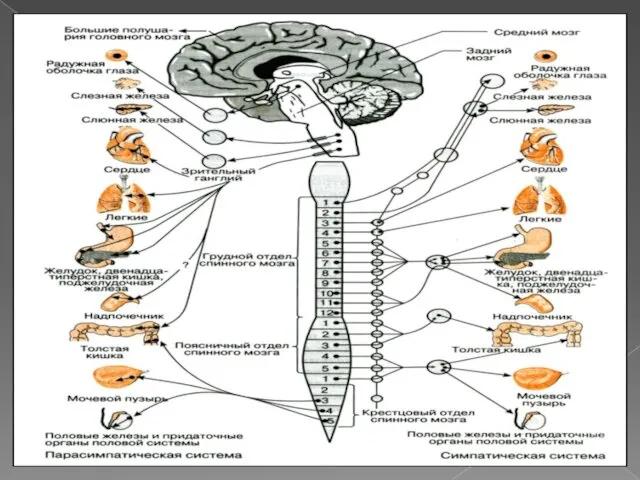 Рис. 1 – отделы вегетативной нервной системы