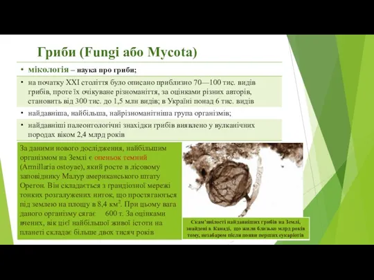 Гриби (Fungi або Mycota)