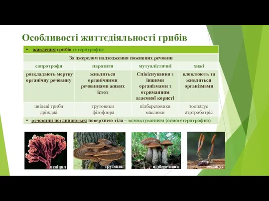 Особливості життєдіяльності грибів пеніцил трутовик підберезовик зоопагус