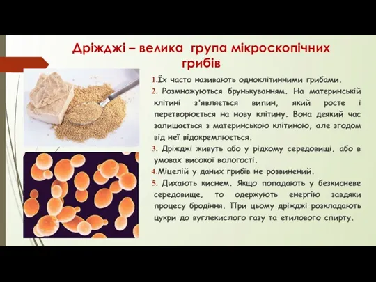 Дріжджі – велика група мікроскопічних грибів Їх часто називають одноклітинними