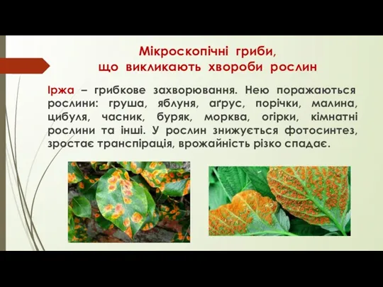 Мікроскопічні гриби, що викликають хвороби рослин Іржа – грибкове захворювання.