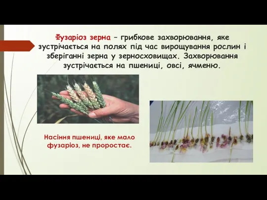 Фузаріоз зерна – грибкове захворювання, яке зустрічається на полях під