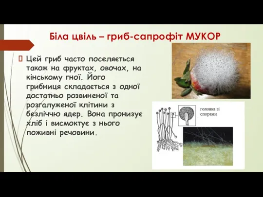 Біла цвіль – гриб-сапрофіт МУКОР Цей гриб часто поселяється також