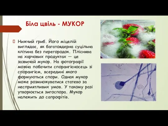 Біла цвіль - МУКОР Нижчий гриб. Його міцелій виглядає, як