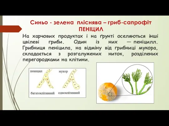 Синьо - зелена пліснява – гриб-сапрофіт ПЕНІЦИЛ На харчових продуктах