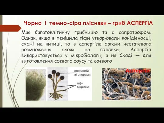Чорна і темно-сіра плісняви – гриб АСПЕРГІЛ Має багатоклітинну грибницю