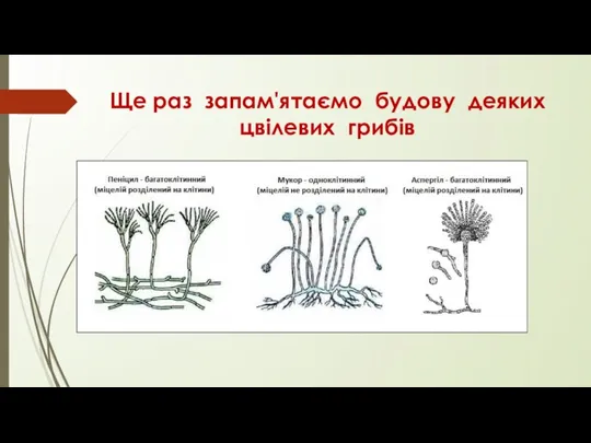 Ще раз запам'ятаємо будову деяких цвілевих грибів