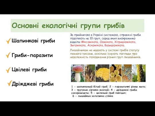 Основні екологічні групи грибів Шапинкові гриби Гриби-паразити Цвілеві гриби Дріжджеві