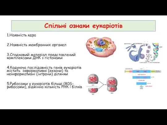 1.Наявність ядра 2.Наявність мембранних органел 3.Спадковий матеріал представлений комплексами ДНК