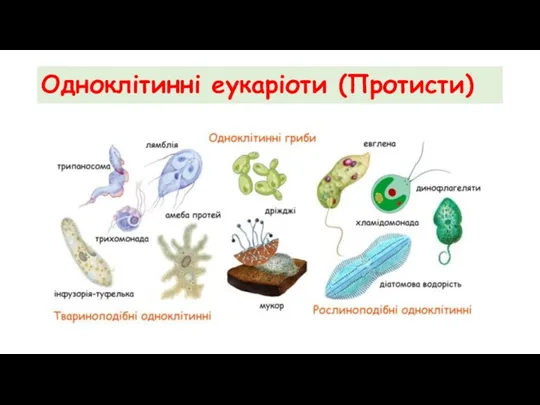 Одноклітинні еукаріоти (Протисти)