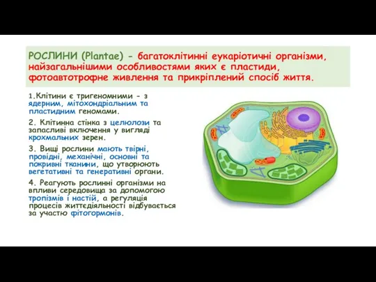 РОСЛИНИ (Plantae) - багатоклітинні еукаріотичні організми, найзагальнішими особливостями яких є