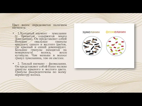 Цвет волос определяется наличием пигмента: 1.Холодный пигмент – эумеланин (у