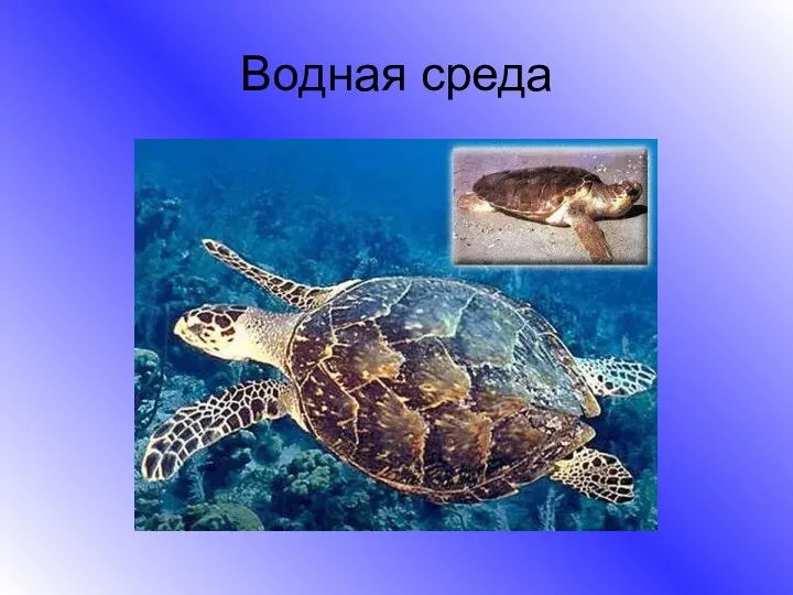 Водная среда