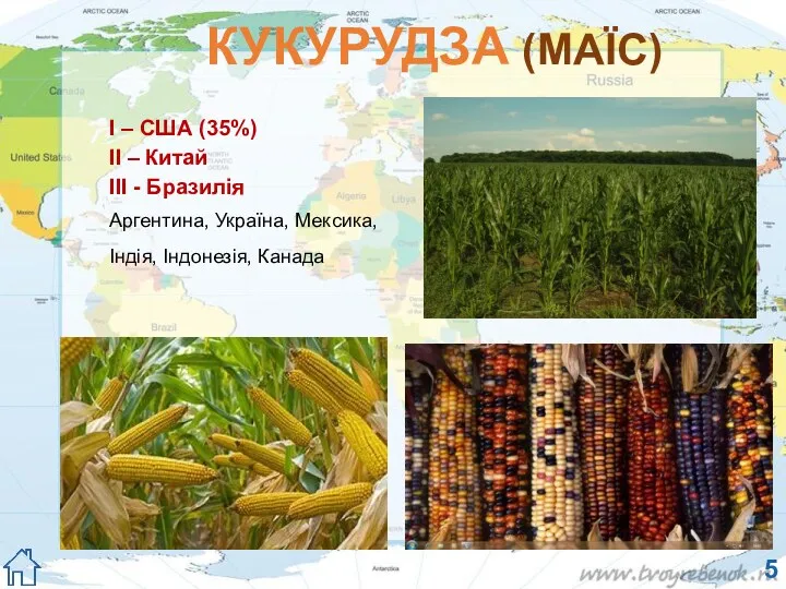 КУКУРУДЗА (МАЇС) І – США (35%) ІІ – Китай ІІІ