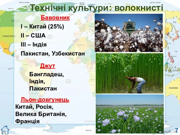 Технічні культури: волокнисті Бавовник І – Китай (25%) ІІ –