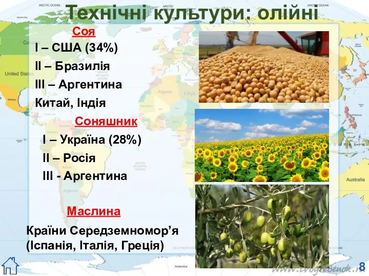 Технічні культури: олійні Соняшник І – Україна (28%) ІІ –