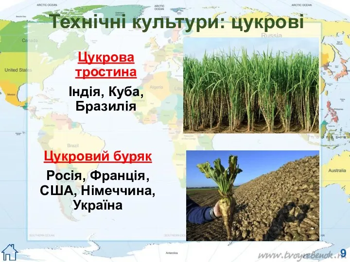 Технічні культури: цукрові Цукрова тростина Індія, Куба, Бразилія Цукровий буряк Росія, Франція, США, Німеччина, Україна