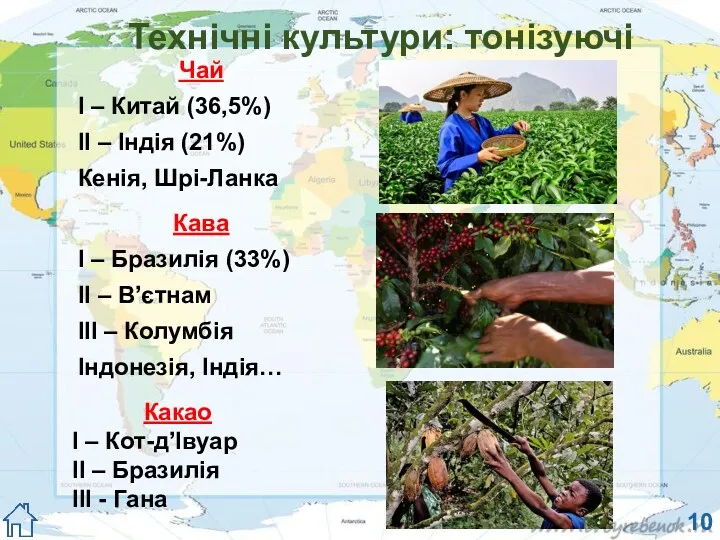 Технічні культури: тонізуючі Чай І – Китай (36,5%) ІІ –