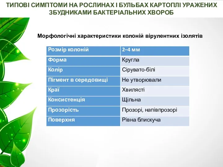 ТИПОВІ СИМПТОМИ НА РОСЛИНАХ І БУЛЬБАХ КАРТОПЛІ УРАЖЕНИХ ЗБУДНИКАМИ БАКТЕРІАЛЬНИХ ХВОРОБ Морфологічні характеристики колоній вірулентних ізолятів