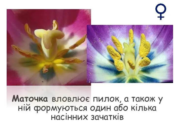 Маточка вловлює пилок, а також у ній формуються один або кілька насінних зачатків