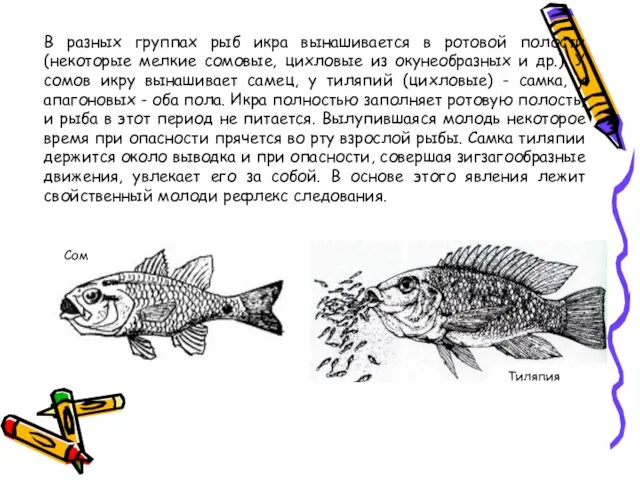 В разных группах рыб икра вынашивается в ротовой полости (некоторые
