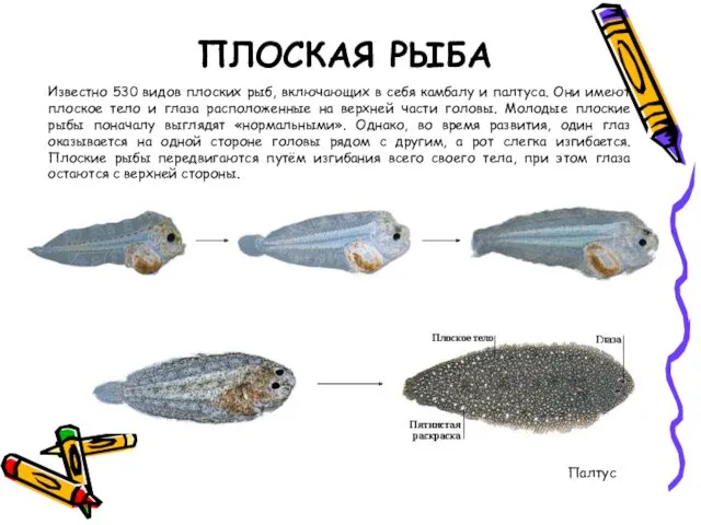 ПЛОСКАЯ РЫБА Палтус Известно 530 видов плоских рыб, включающих в