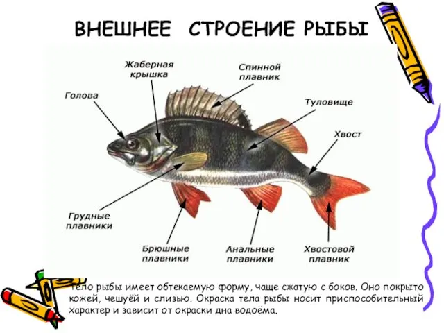 ВНЕШНЕЕ СТРОЕНИЕ РЫБЫ Тело рыбы имеет обтекаемую форму, чаще сжатую
