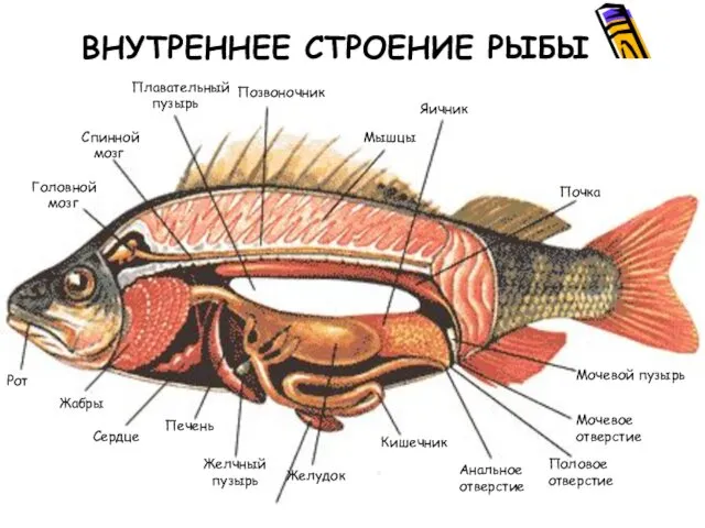 ВНУТРЕННЕЕ СТРОЕНИЕ РЫБЫ Жабры Плавательный пузырь Головной мозг Спинной мозг