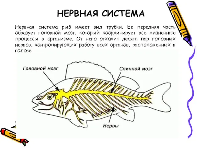 НЕРВНАЯ СИСТЕМА Нервная система рыб имеет вид трубки. Ее передняя