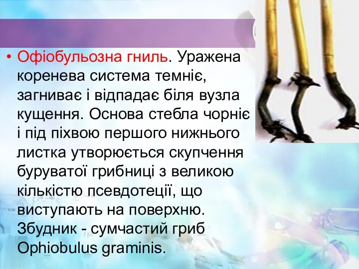 Офіобульозна гниль. Уражена коренева система темніє, загниває і відпадає біля