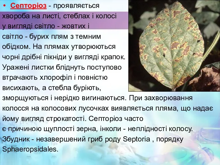 Септоріоз - проявляється хвороба на листі, стеблах і колосі у