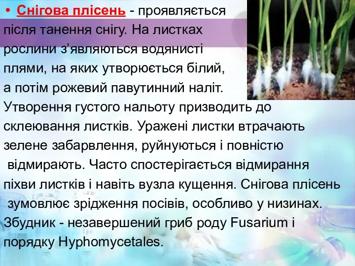 Снігова плісень - проявляється після танення снігу. На листках рослини з’являються водянисті плями,