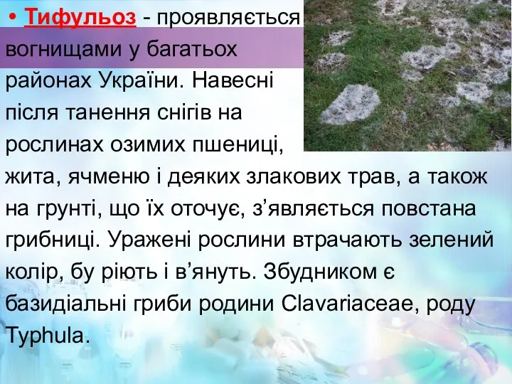Тифульоз - проявляється вогнищами у багатьох районах України. Навесні після танення снігів на