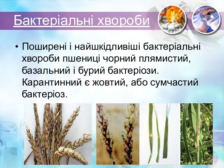 Бактеріальні хвороби Поширені і найшкідливіші бактеріальні хвороби пшениці чорний плямистий, базальний і бурий