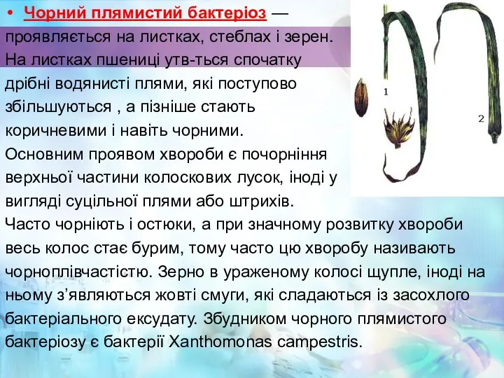 Чорний плямистий бактеріоз — проявляється на листках, стеблах і зерен. На листках пшениці