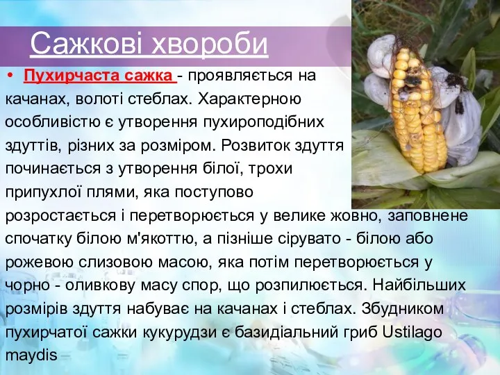 Сажкові хвороби Пухирчаста сажка - проявляється на качанах, волоті стеблах. Характерною особливістю є