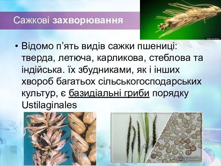 Сажкові захворювання Відомо п’ять видів сажки пшениці: тверда, летюча, карликова,