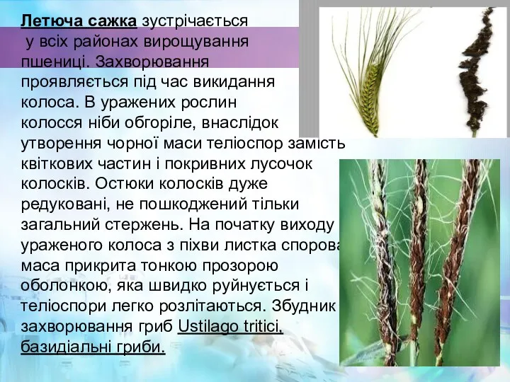 Летюча сажка зустрічається у всіх районах вирощування пшениці. Захворювання проявляється під час викидання